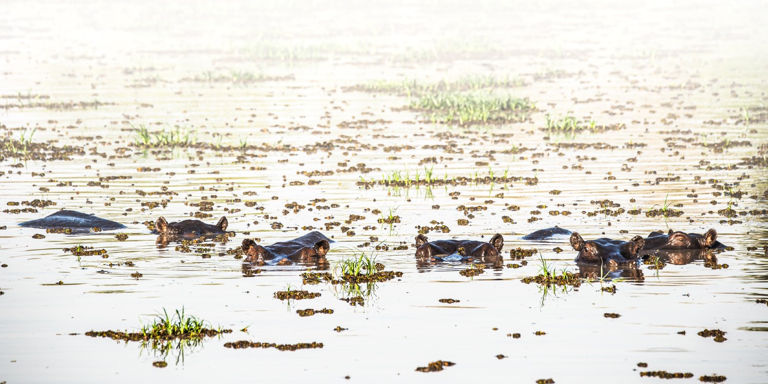 pod of hippos in a Zambian wetland