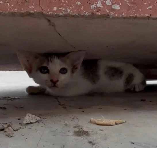 Two kittens abandoned by their mother are rescued while roaming in the park, very fierce kitten.