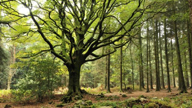 The Forest of Brocéliande | Brittany tourism
