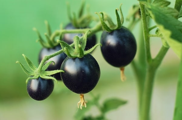 Black cherry tomatoes in a vine