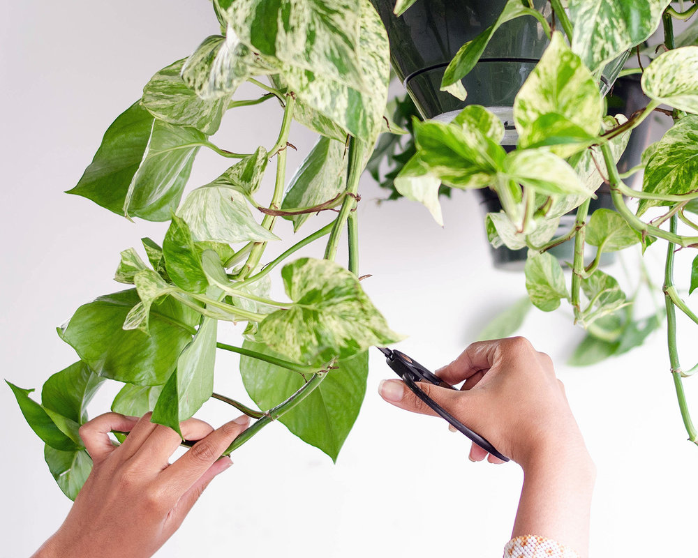 Maintain cleanliness and prune your plants regularly. 