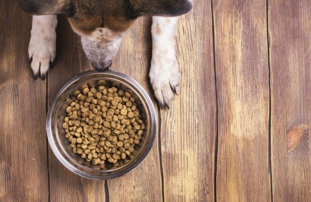 Why Won't My Dog Eat His Food? 