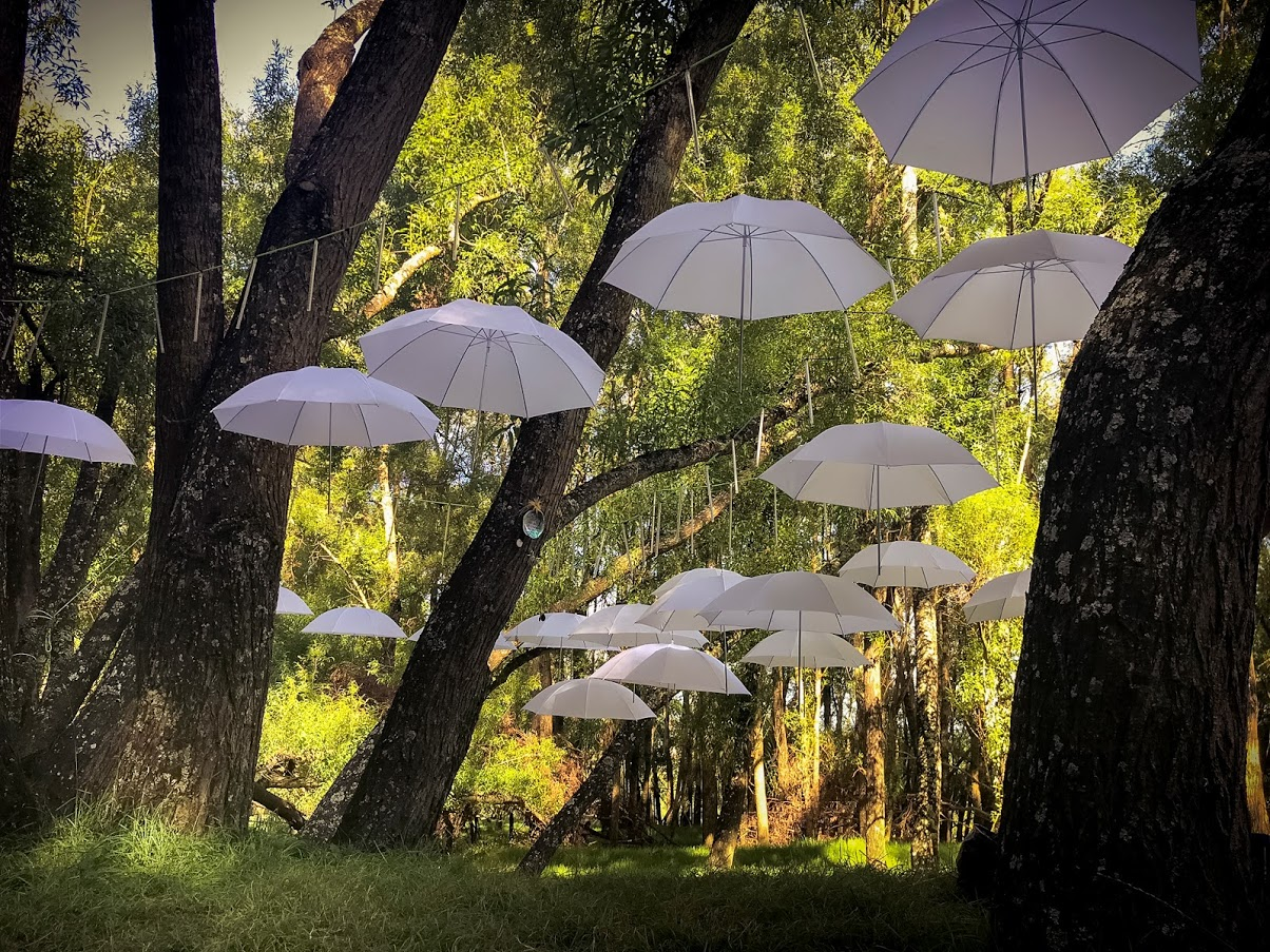 Umbrellas hanging from trees in the forest.