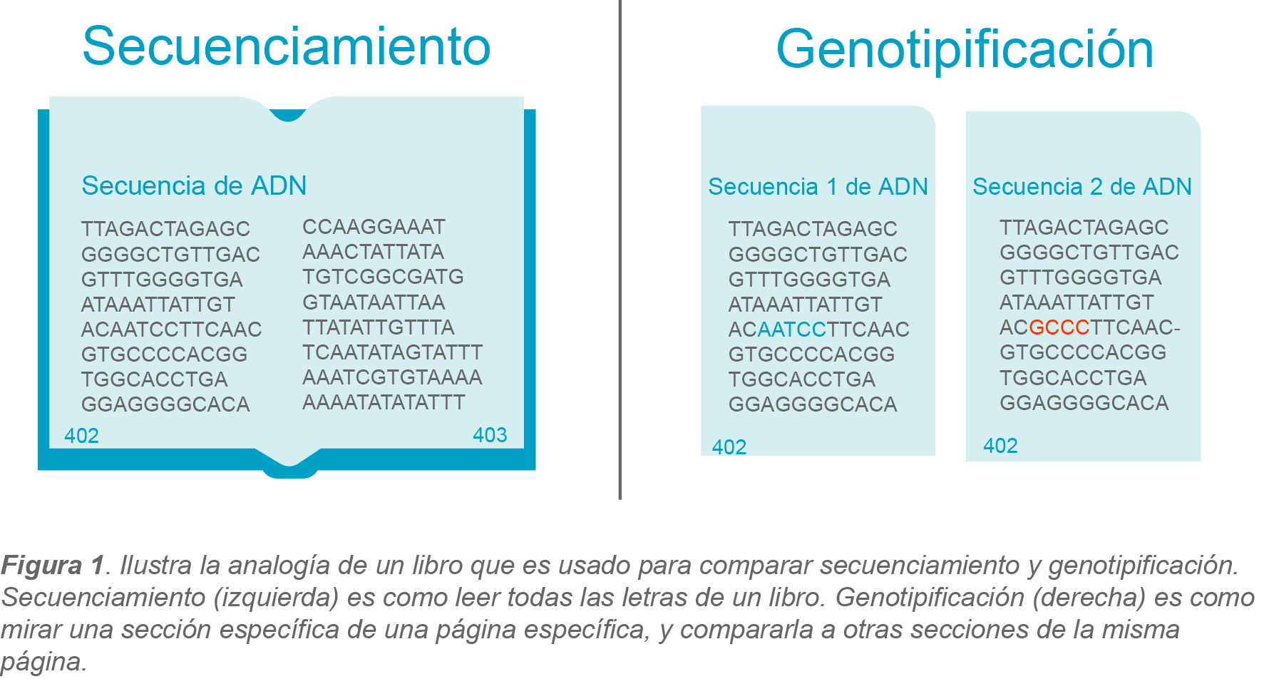 PCR Para Genotipado - Illustra la analogia de un libro que es usado para comparar secuenciamiento y genotipificacion.