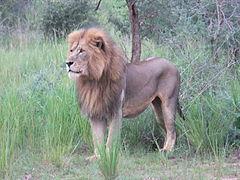 https://upload.wikimedia.org/wikipedia/commons/thumb/0/0e/Murchison_falls_lion.jpg/240px-Murchison_falls_lion.jpg