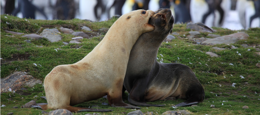 Photo of a Antarctic Fur Seal- focas antárticas