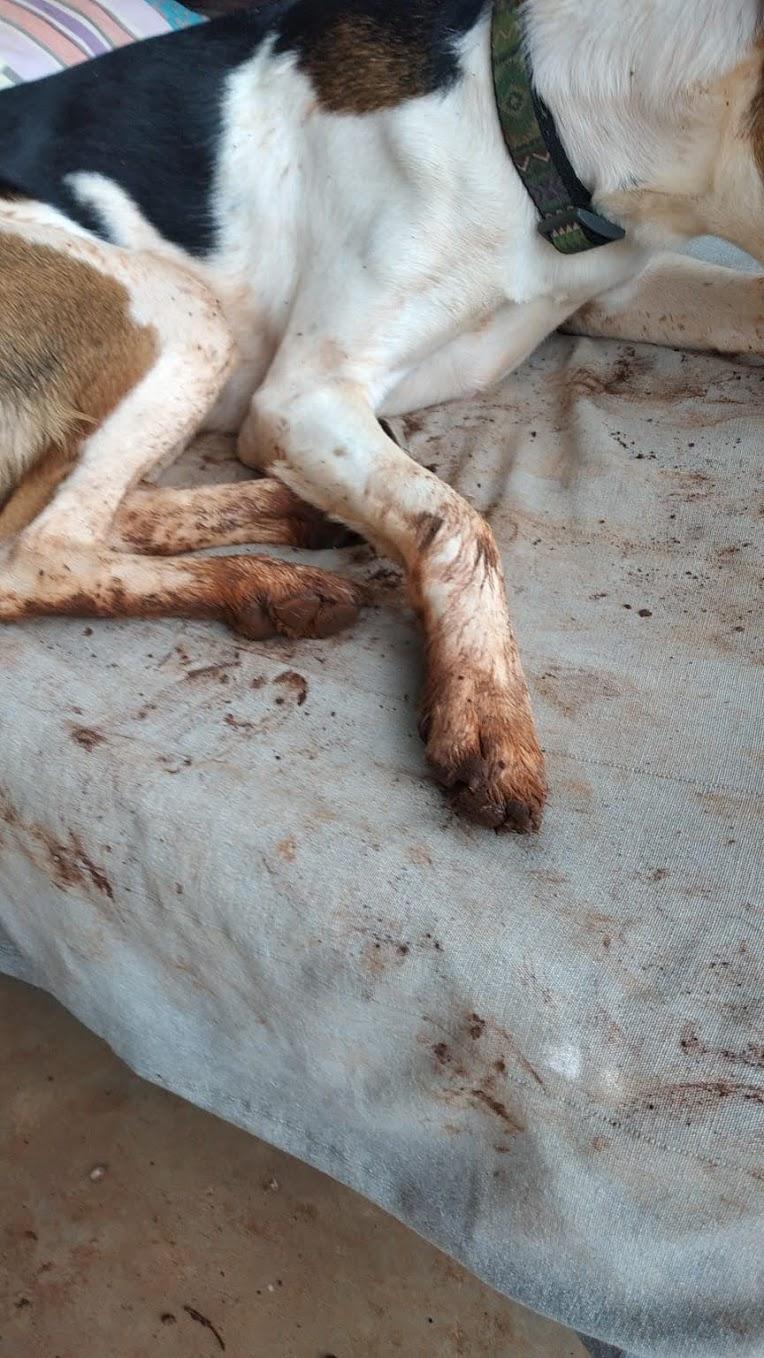Image of Keche's feet and paws after a walk in the mud