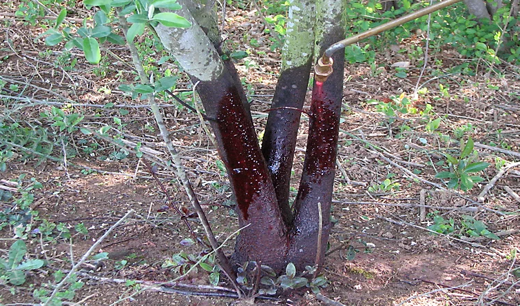 Basal Bark Treatment