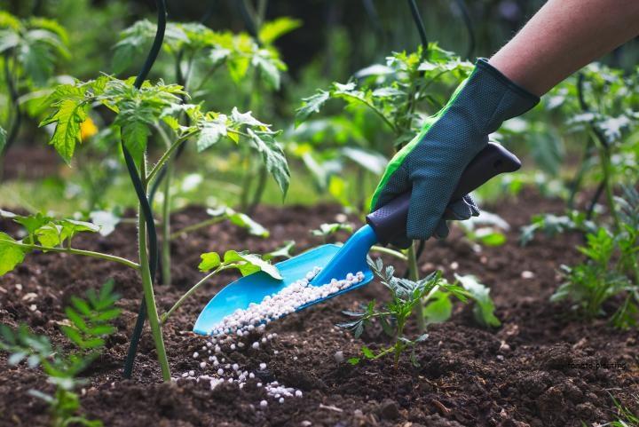 fertilizing-tomatoes