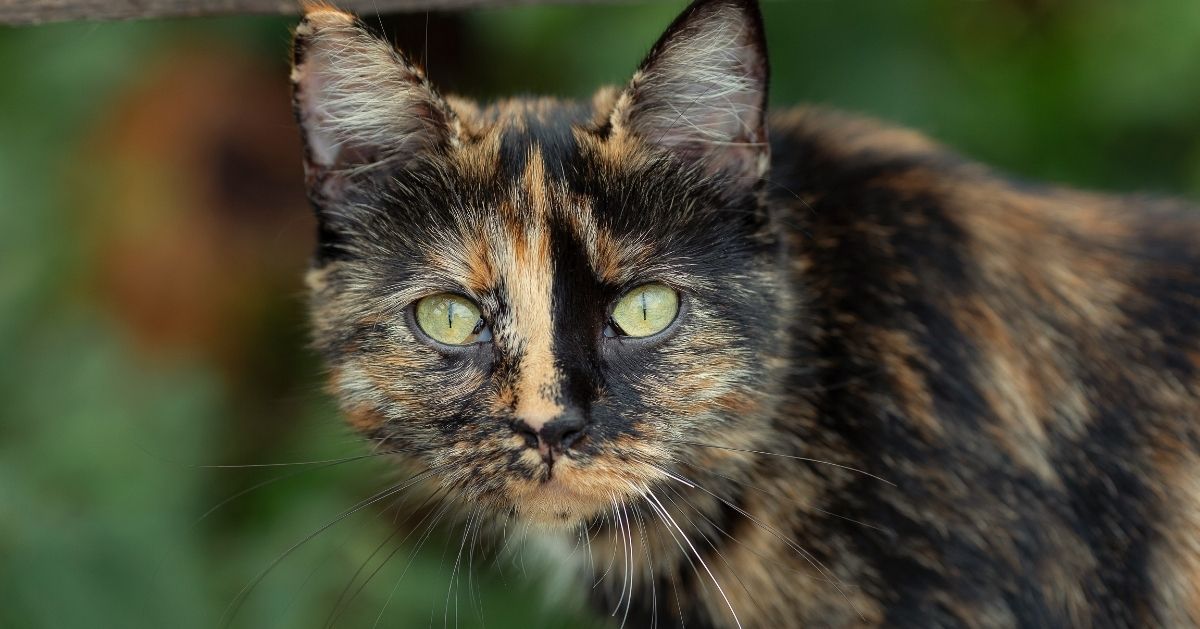 les chats écailles de tortues ont une forte personnalité