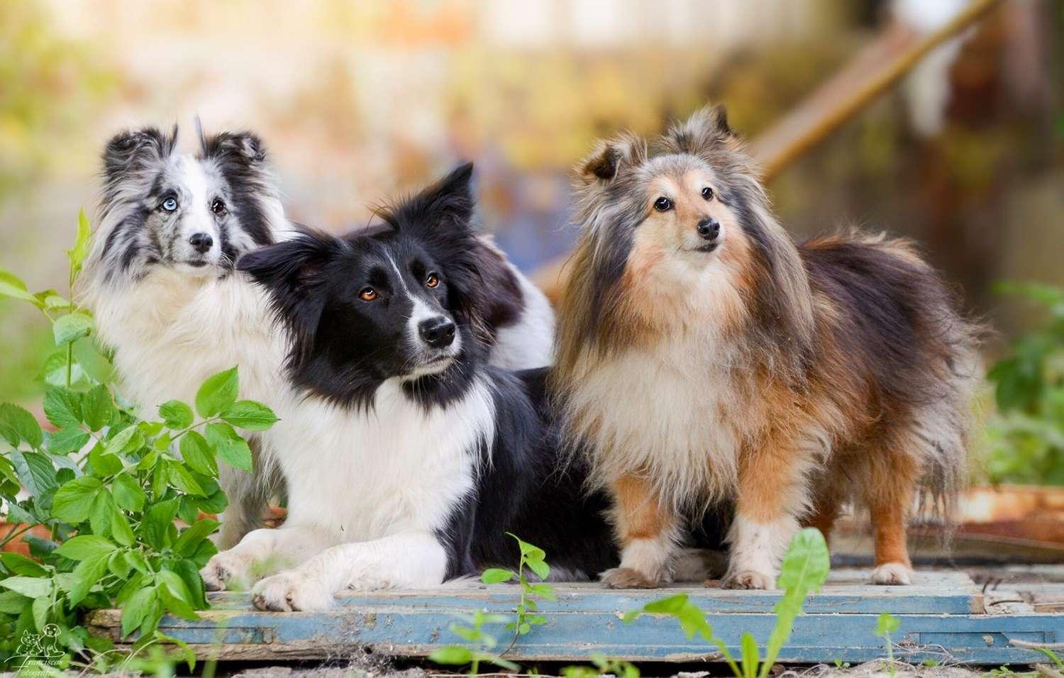The Most Intelligent Dog Breeds, According to Experts