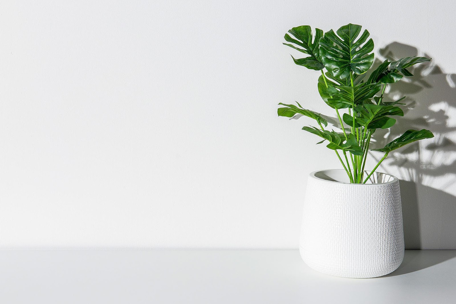 Monstera plant in a white pot against a white wall