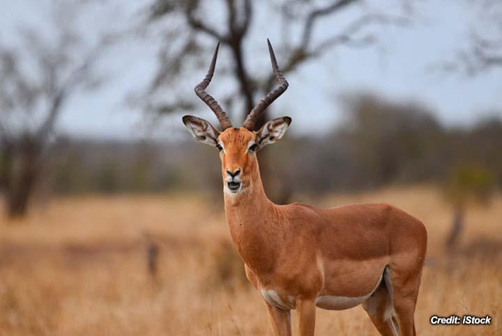 Chemical Immobilization of Impala Antelope 1.jpg