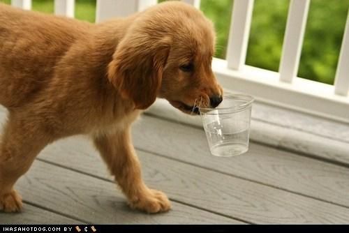 http://swymnutmasters.com/wp-content/uploads/2012/04/Thirsty-Puppy.jpg