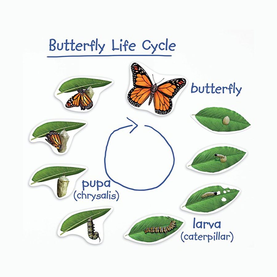 Giant Magnetic Butterfly Life Cycle - Butterfly Magnets