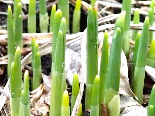 daffodils 