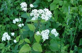 Photos and Characteristics of Eupatorium rugosum ~ Ageratina altissima ~ white  snakeroot