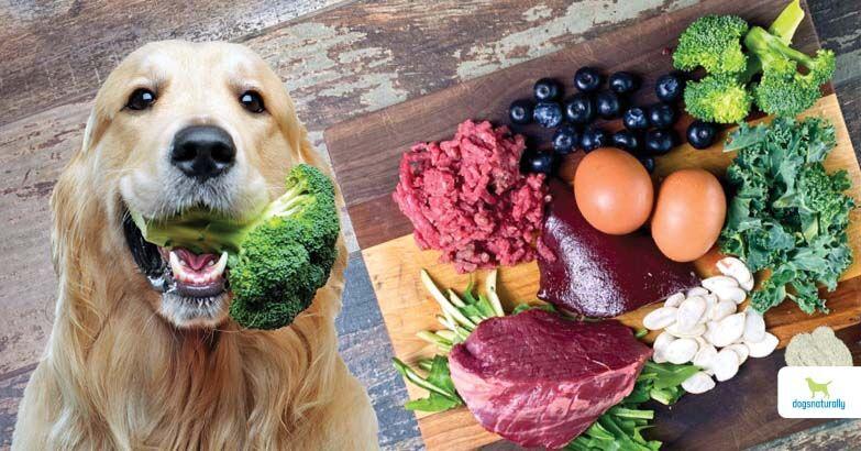 5 Easy To Make Raw Dog Food Recipes 