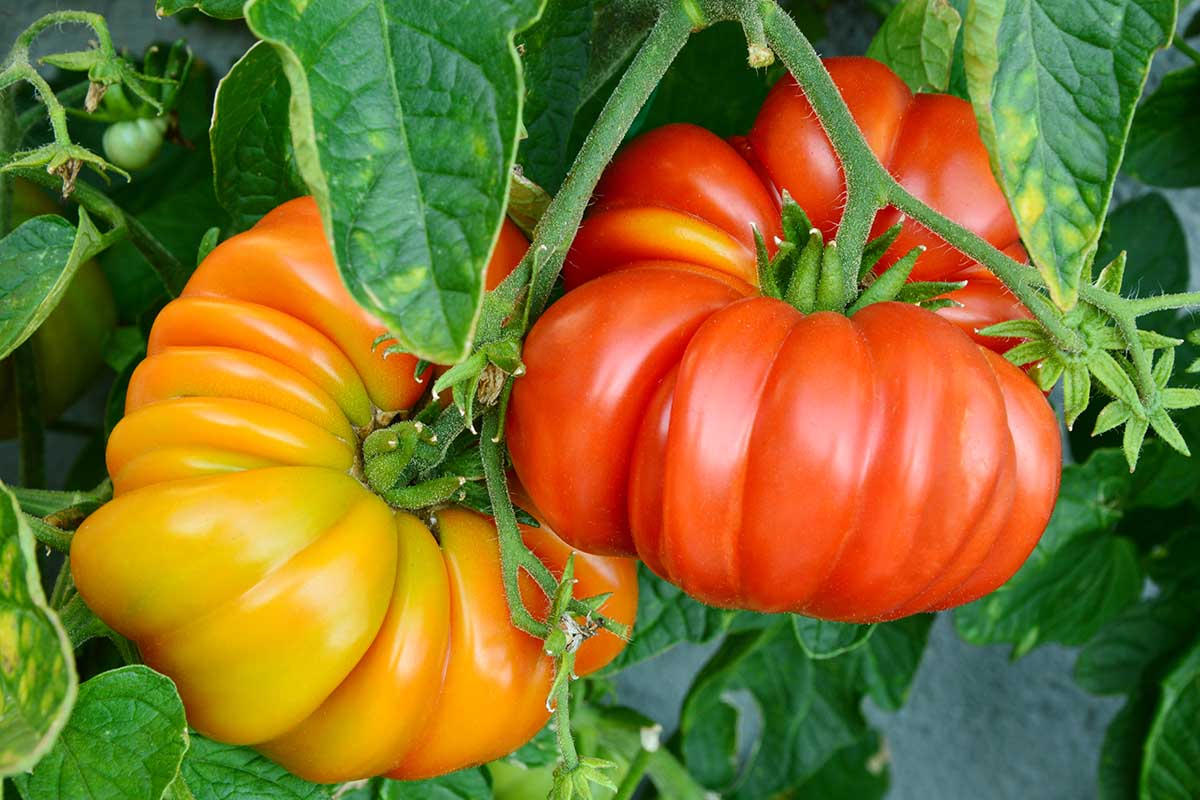 Heirloom tomatoes are packed with nutrients