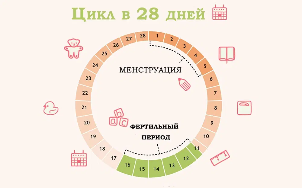 Фертильная фаза. Цикл менструационного цикла. Цикл менструационного цикла и овуляция. 28 Дней менструационного цикла когда овуляция. Цикл месячных 28 дней.