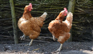 Q18. Boris and Doris are chicken dance partners. Which chicken do you think has the greater mass:
