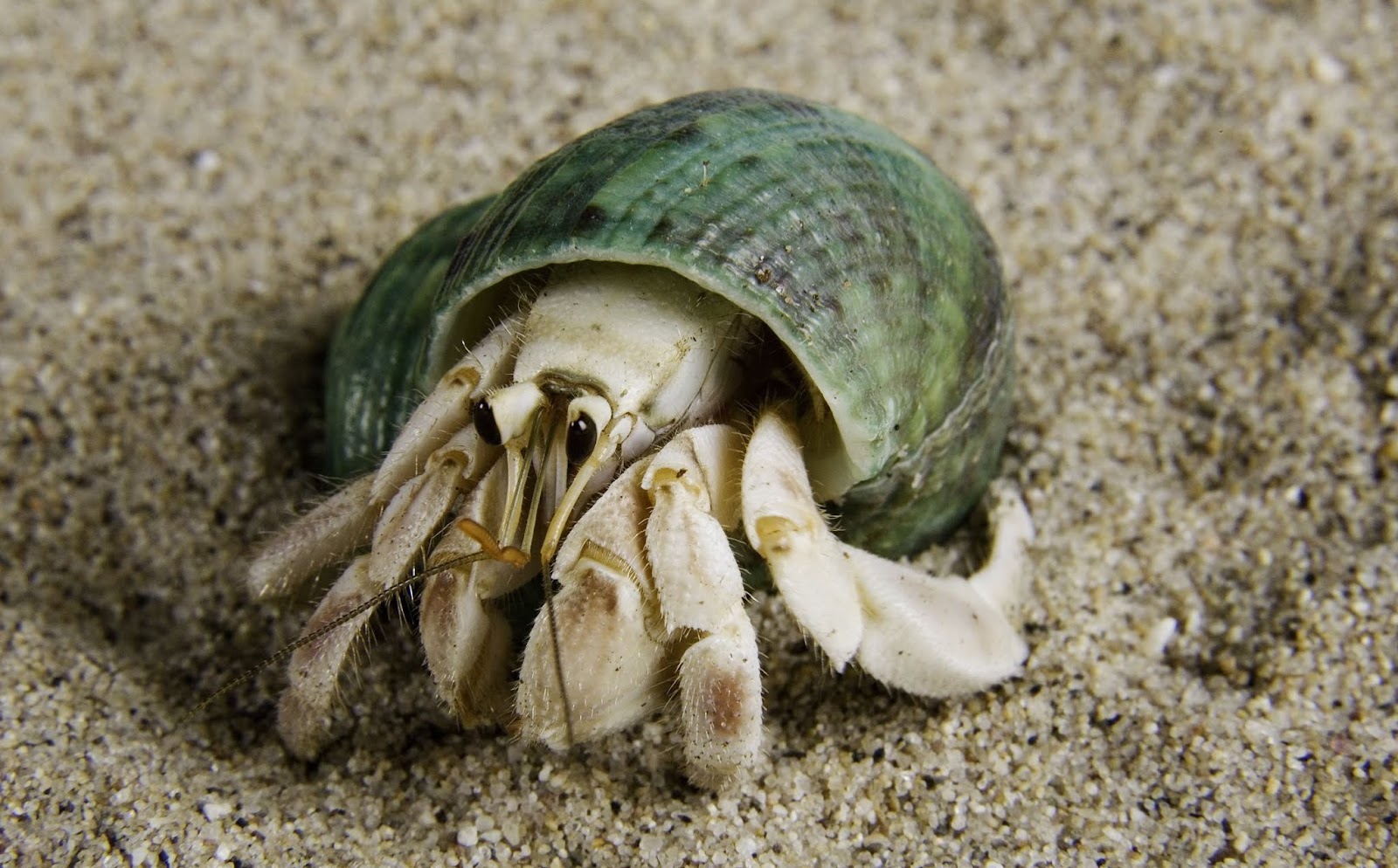 Can Hermit Crabs Eat Strawberries