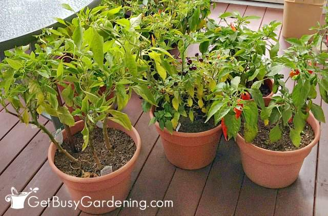 Bring pepper plants indoors during winter