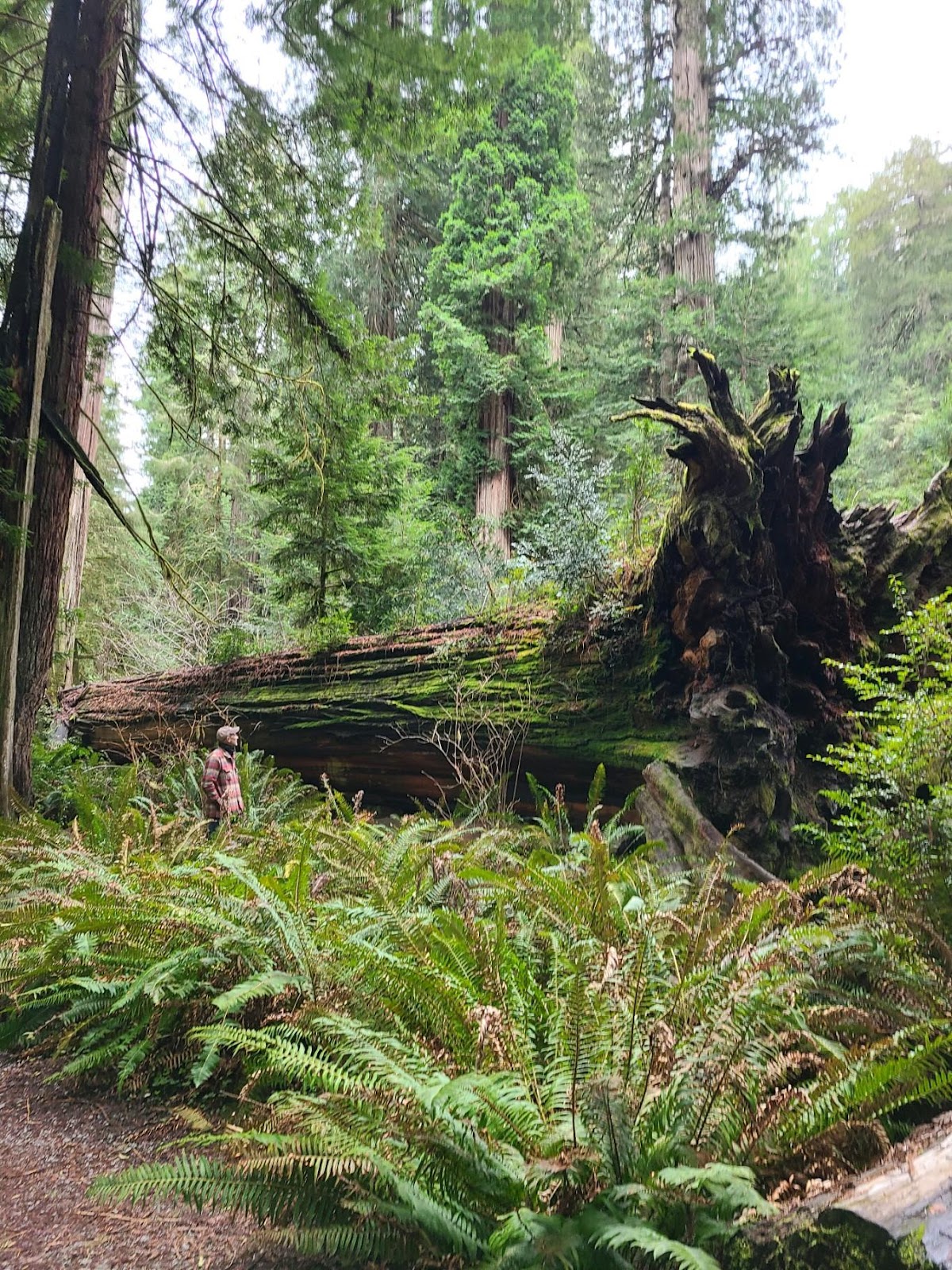Ben Huth stands besides an enormous fallen redwood tree in the pacific northwest
