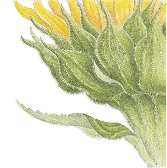 D:\0 wd yedek\acr yedek\1 film indirme\botanicheskaya_illyustraciya2_files\image173.jpg