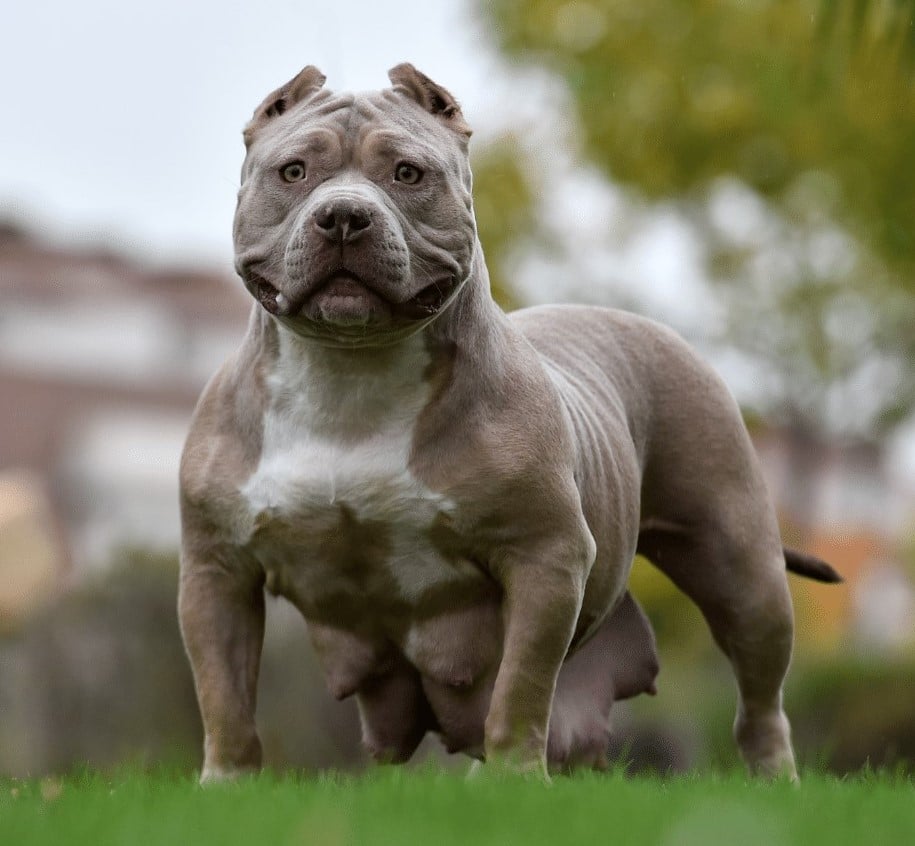 muscled dog breeds
