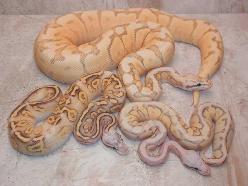 banana ball python in different size