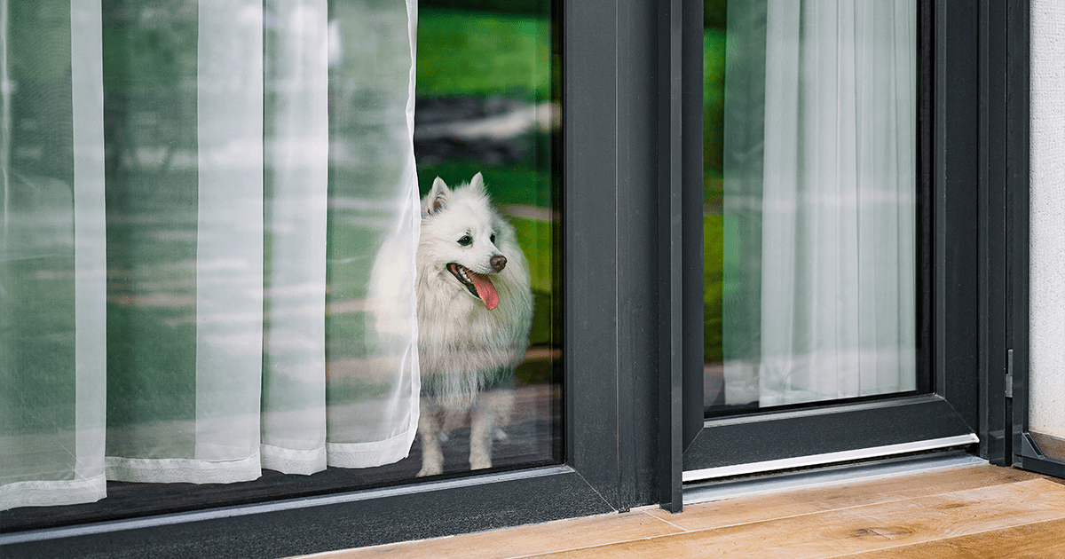 dog waiting at window