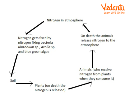 Process of Nitrogen Fixation by Nitrogen-fixing Bacteria