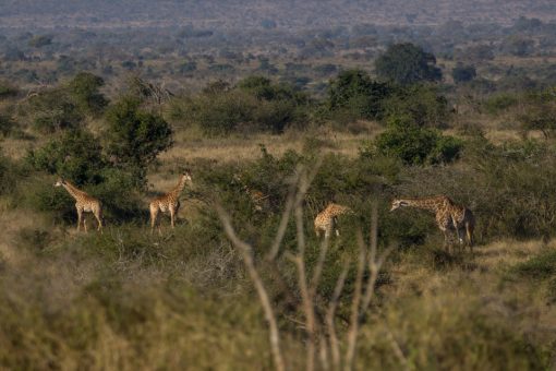 Cinco girafas ao longe comendo folhas de árvores espinhosas.