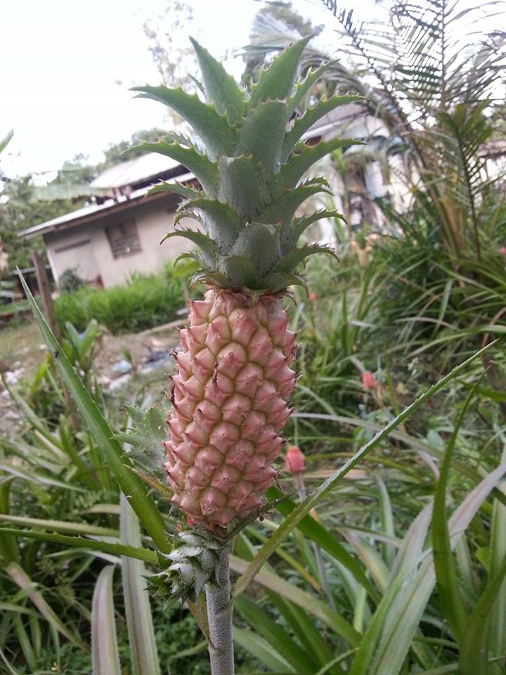 Qalisya Noyue: POKOK NANAS BATU aka NANAS KECIL