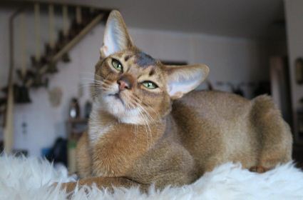 Best Cat Breed for Cuddling: Abyssinian Cat