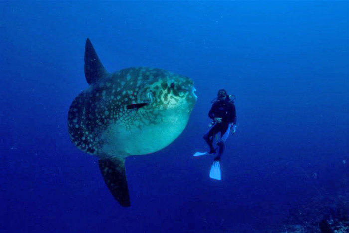 Poisson lune et homme poisson