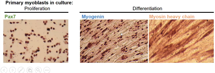 myoblast culture