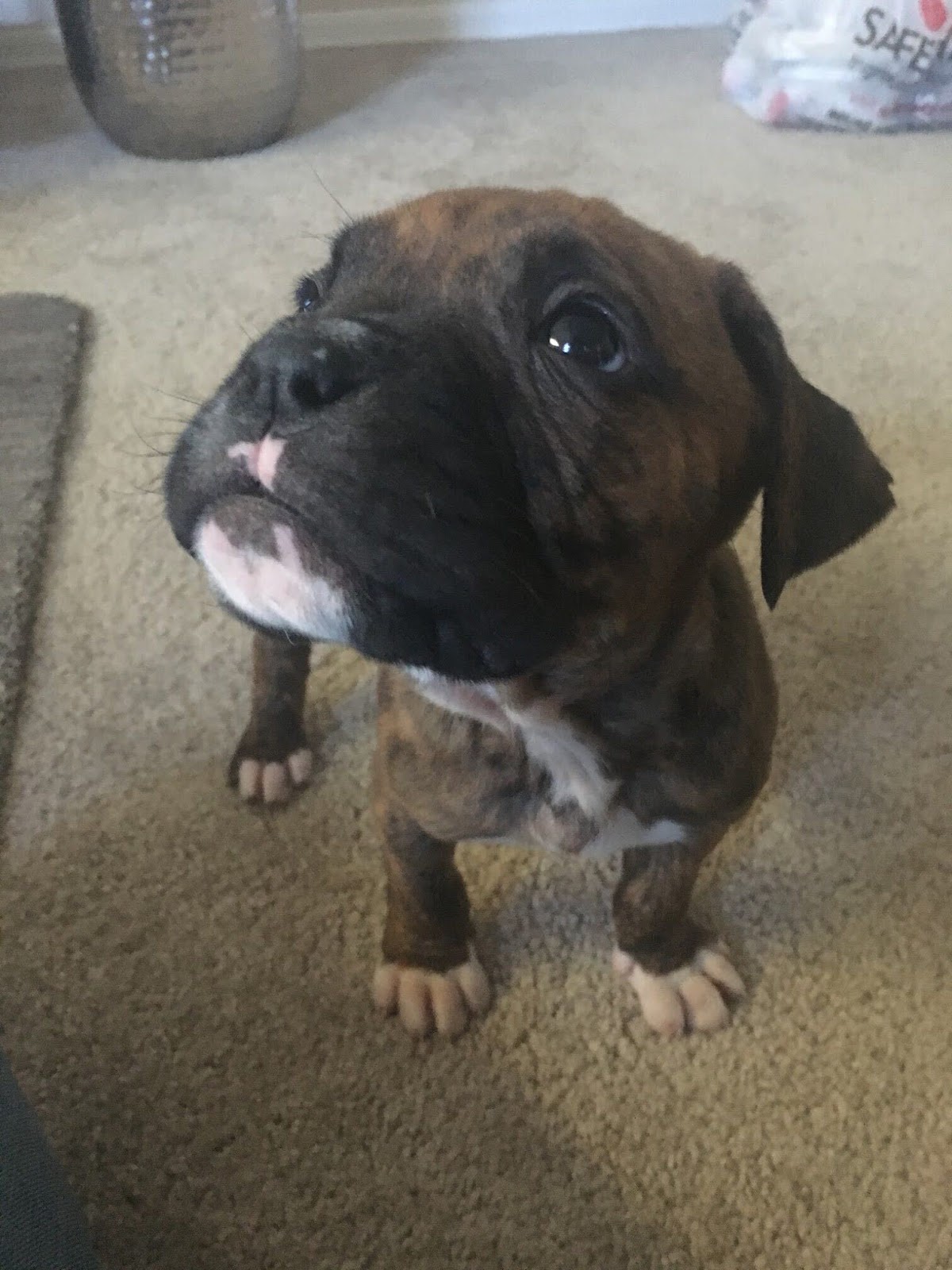 boxer puppy training and characteristics