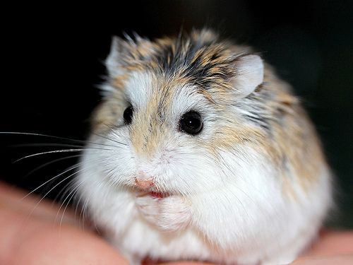 O menor entre os 4 tipos de hamster domésticos, o hamster roborovski tem cerca de 5 cm quando adulto.