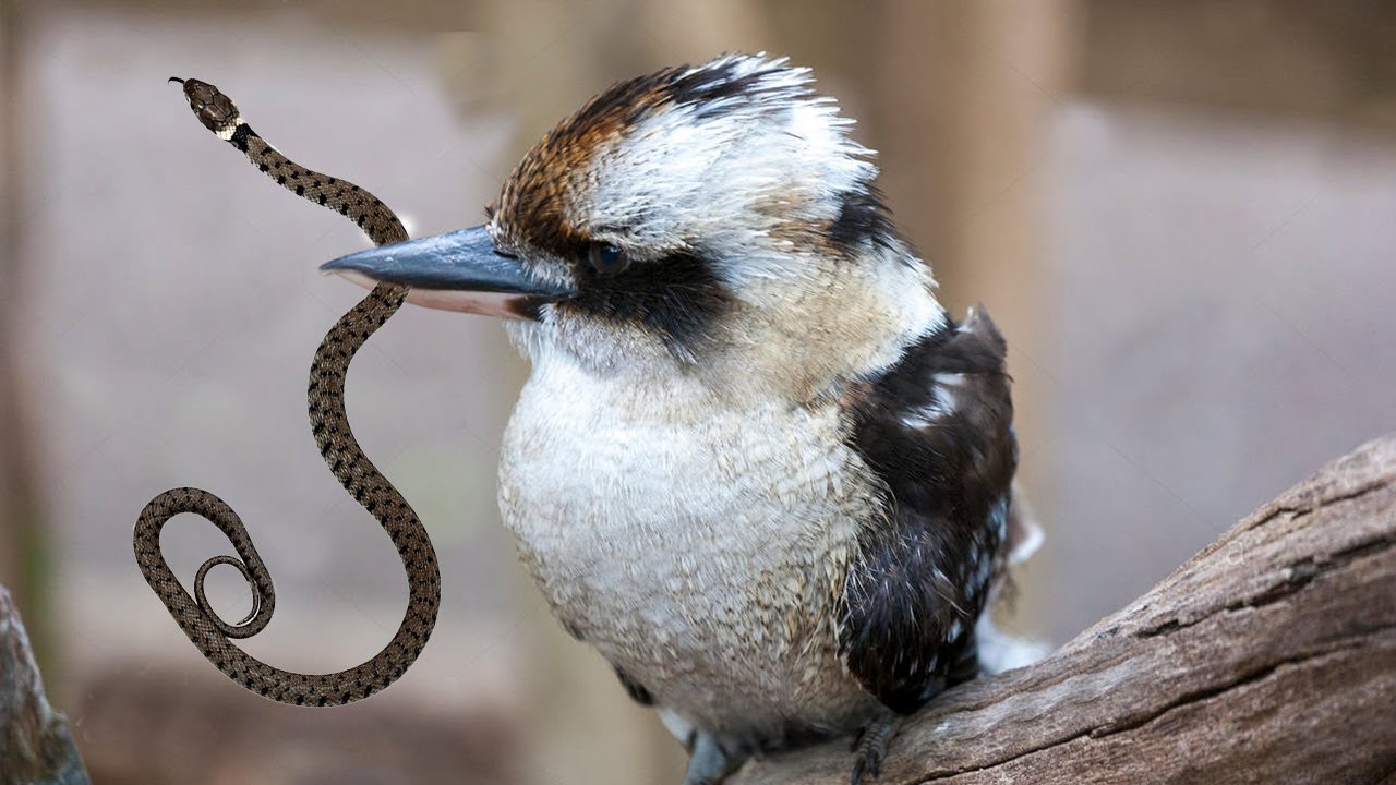 What Does Kookaburras Eat