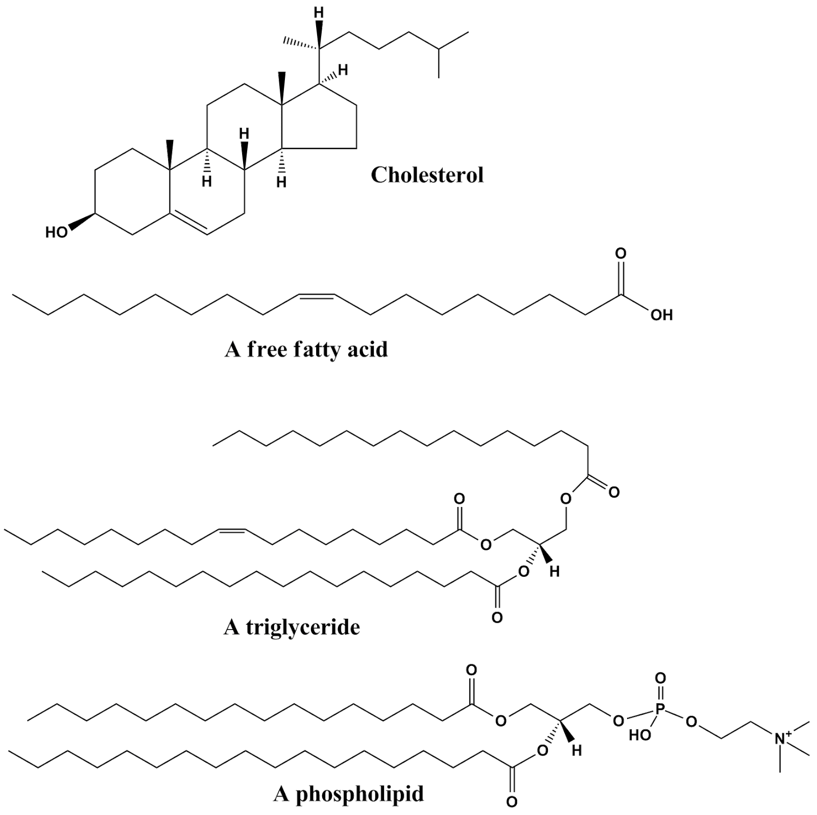 Common_lipids_lmaps.png
