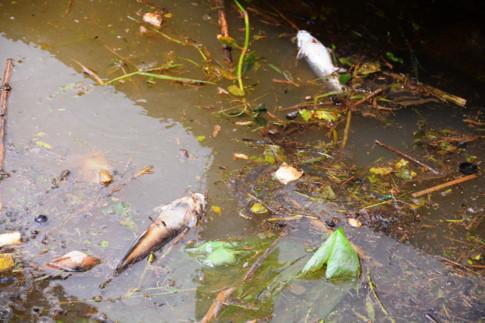 Du khách ngán ngẩm Hồ Xuân Hương Đà Lạt đầy rác, xác cá chết bốc mùi - ảnh 4
