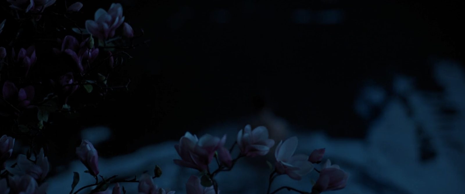 花木蘭沐浴中，鏡頭帶到一朵還未開的花。 Disney