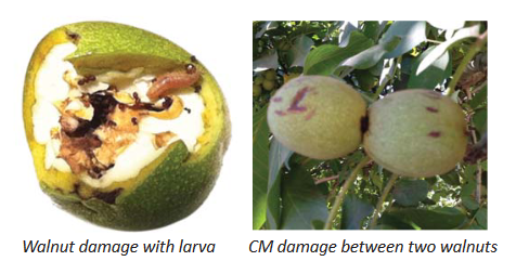 Left image shows a damaged walnut with a codling moth caterpillar and ants. Right image shows two damaged walnuts touching each other.