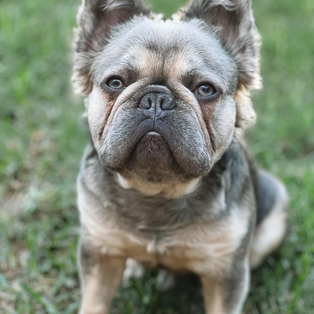 Enzo the Fluffy Frenchie