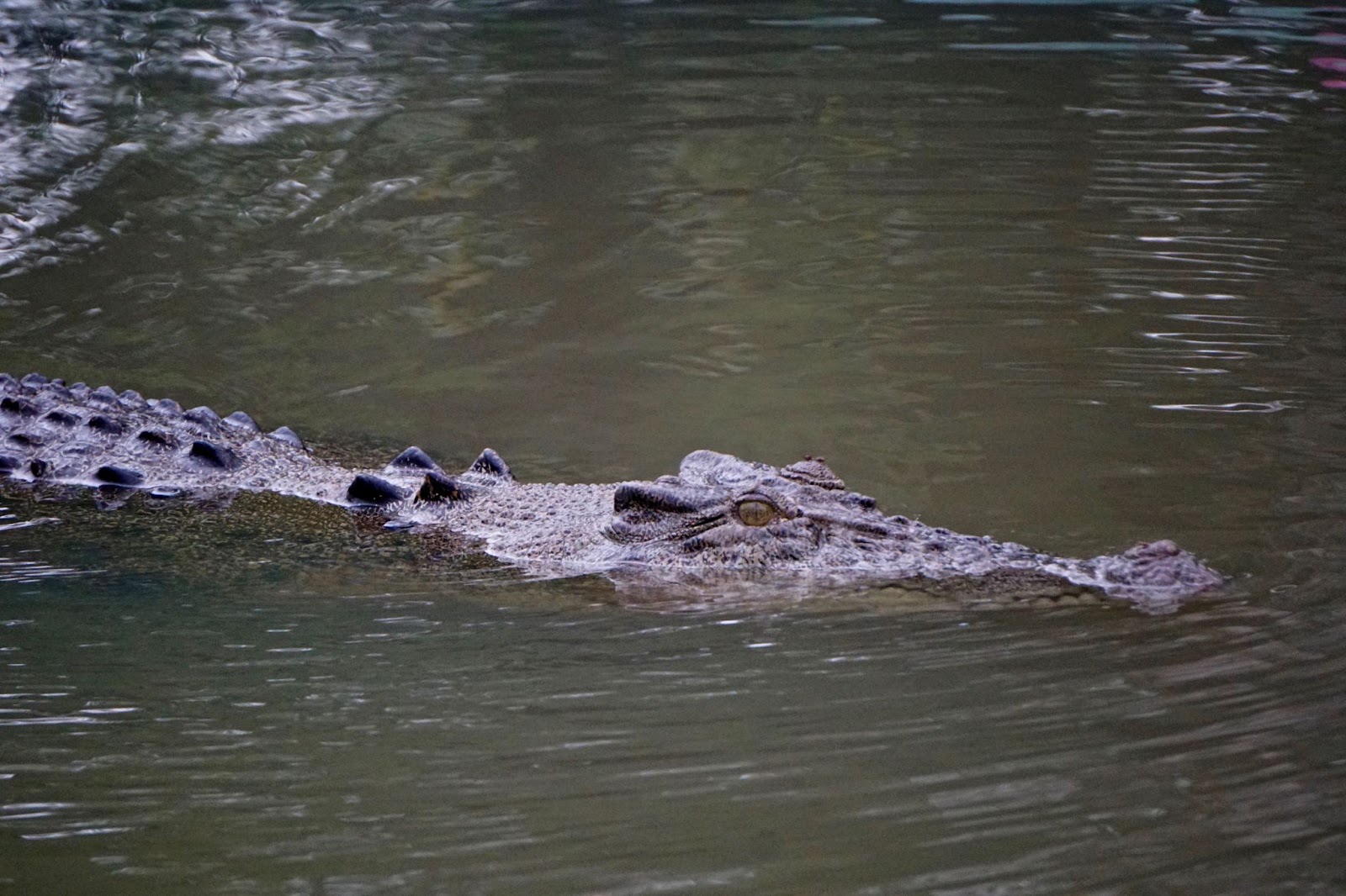 crocodile stalks in Kakadu National Park Northern Territory