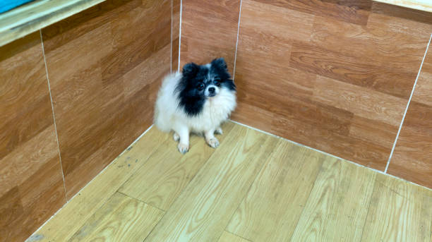 bamboo flooring 