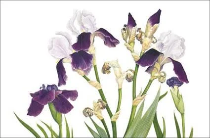 D:\0 wd yedek\acr yedek\1 film indirme\botanicheskaya_illyustraciya2_files\image034.jpg