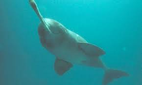 National Aquatic Animal of India- Ganges River Dolphin